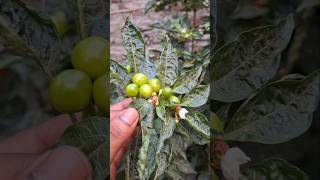 grow red round chilli 🌶 ll dalle khursani ll akbare khursani ll red round chilli medicine  @rpmehta1