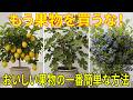 鉢植えと狭いスペースでよく育つ果樹トップ10! 実が鈴なりで、食べきれないほどの豊作