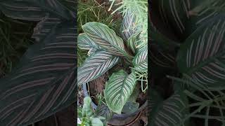 Prayer/Calathea Plant Care #indoorgarden  #gardening  #prayerplant #balconygarden #plantcare