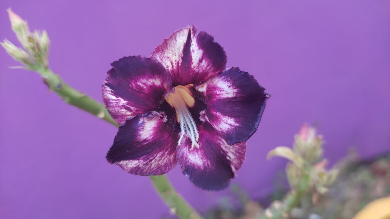 Rosa do deserto Estrela Púrpura. Estou encantada com tanta beleza. - thptnganamst.edu.vn