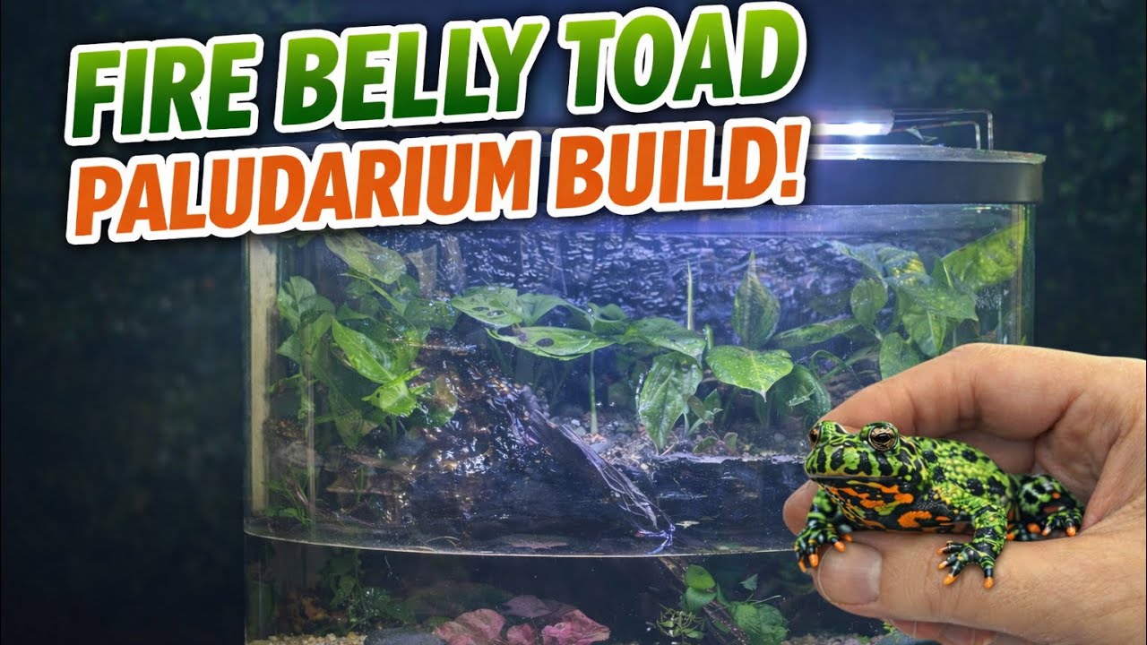 My First Paludarium Build!!