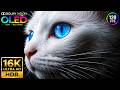 Never Before Seen Dolby Vision OLED HDR TEST 120fps | 16K ULTRA HD Nature Video (8K/4K Video TV)