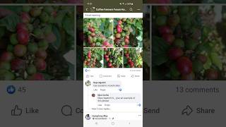 Enhancing COFFEE Quality Using This SECRET SPRAY