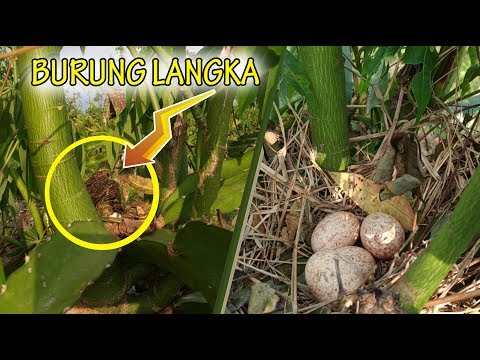 Thumbnail for AJAIB!!! Kebun Buah Naga Ini Dipenuhi Sarang Burung Langka?