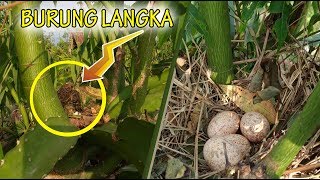 AJAIB!!! Kebun Buah Naga Ini Dipenuhi Sarang Burung Langka?