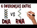 Diferenças entre o DNA e RNA | 6 Principais diferenças | Video Animado