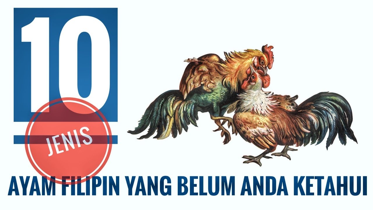 10 AYAM FILIPIN YANG BELUM ANDA KETAHUI 