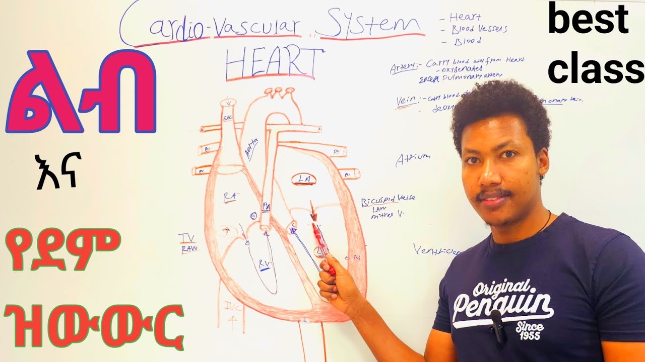 Cardiovascular system(Heart)❤ልብ : Anatomy and Physiology class : የደም ዝውውር: ደም ቅዳ: ደም መልስ