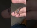 Mama California Forest Scorpion 1 week after babies left her back #scorpion #buglover #entomology