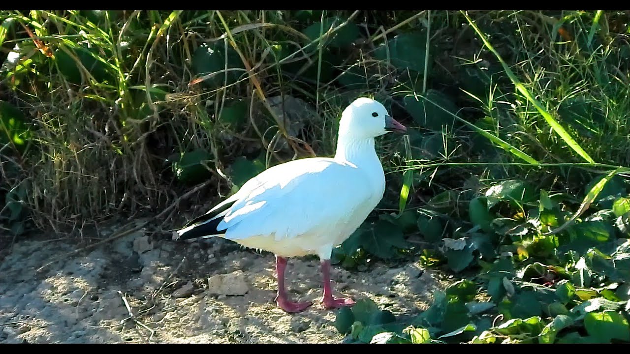 Ross's Goose - Pat O'Neil Bird ID's