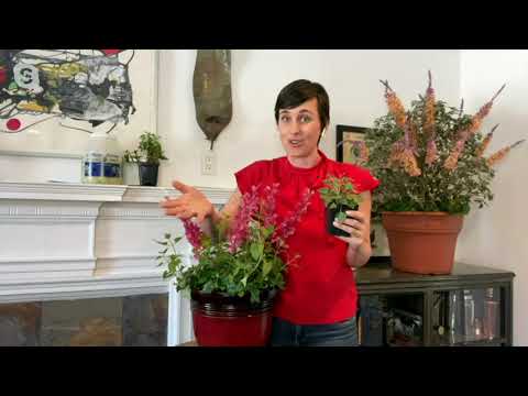 Cottage Farms 4-Piece Colorific Perennial Live Plants on QVC