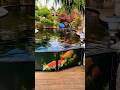 Big Glass Window Koi Pond Design 😳😍 #watergarden #koipond #gardenscapes #koifish #watergarden