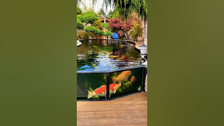 Big Glass Window Koi Pond Design 😳😍 #watergarden #koipond #gardenscapes #koifish #watergarden