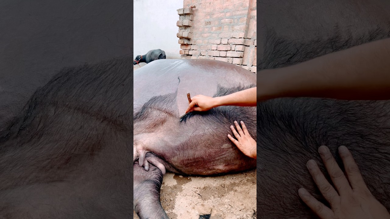 UP GARH (OFFICIAL VIDEO) MASOOM SHARMA | AMAR KARNAWAL | MANJEET MOR | NEW HARYANVI SONG 2025