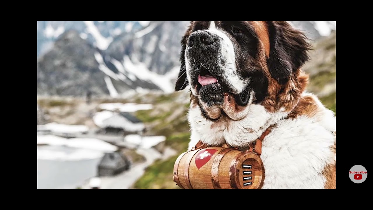 top-10-sterkste-honden-youtube