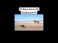 Who Wins Race Horse VS Greyhound Dog Part 4 Shorts FYP GoViral Saluki