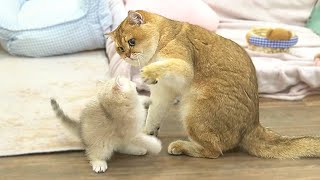 Four funny British kittens play happily with Dad Cat