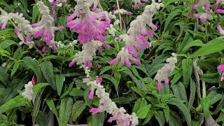 この秋から冬にかけてオススメの  宿根草などを一挙に紹介‼️