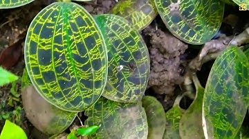berburu tanaman hias di hutan belantara tanaman langka menakjubkan pemandangan asri memukau rimba