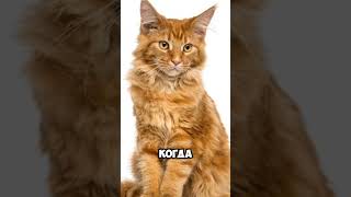 Как коты чувствуют твоё настроение