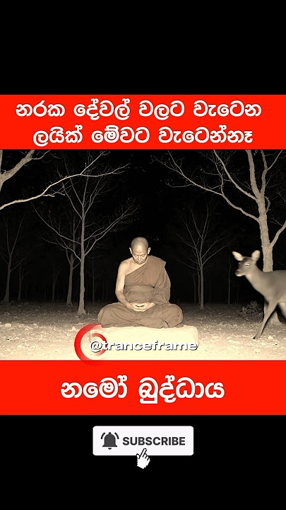 අහිංසක මුවෙක්ට සාදුගෙ කරුණාව තේරිලා🙏🥺❤️‍🩹 #1mviewers #shorts #trending #viralshorts