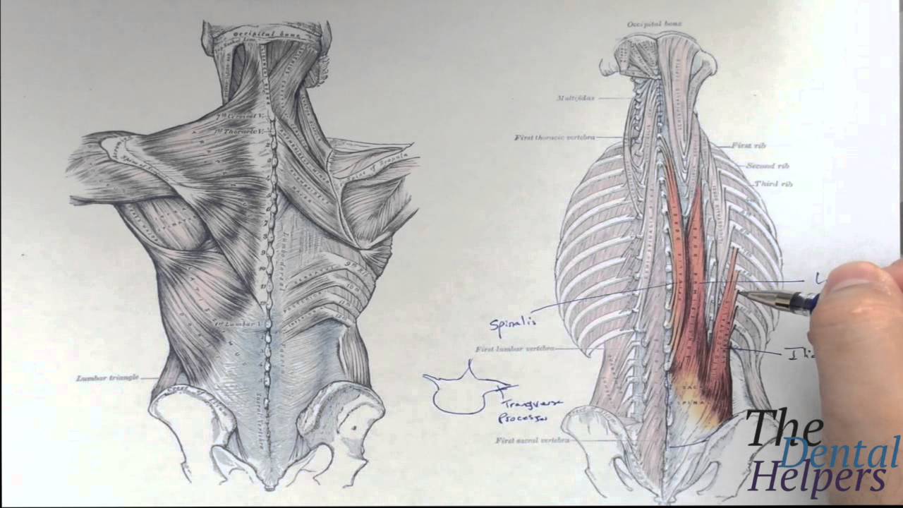 Gross Anatomy: Deep back and neck muscles - YouTube