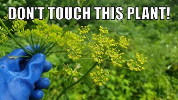 How to Get Rid of Wild Parsnip (without Roundup)