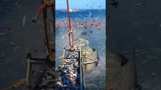 2 Reasons Why Australia Shoots Fish Into The Ocean