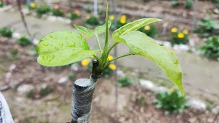 Apple Grafting On Pear Tree | Easy Grafting Technique With Result