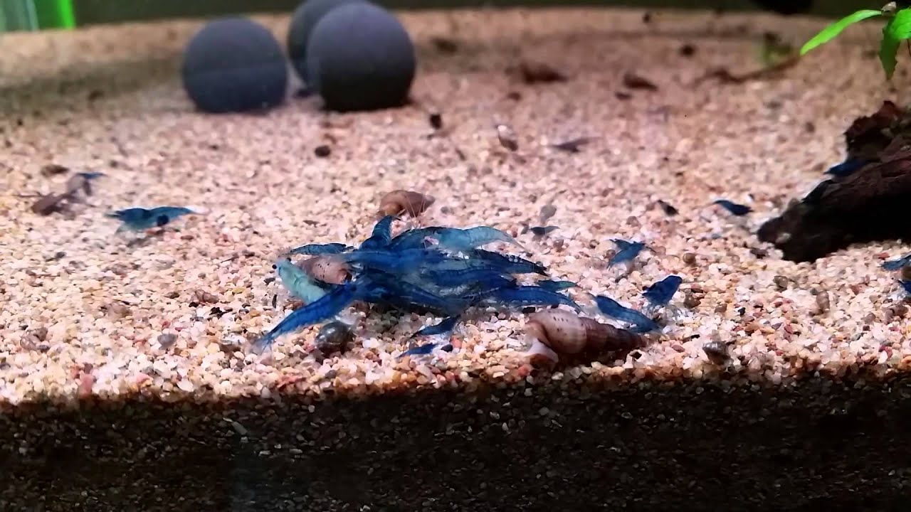 neocaridina davidi blue dream cherry shrimp - YouTube