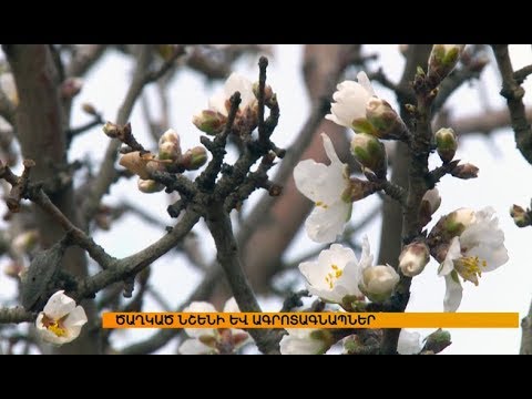 Video: Ինչպե՞ս աճեցնել լեվիզիա կոթիլեդոն: