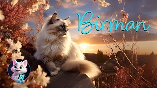 Birman Cats: The Loyal Companions with a Silky Coat by Kitty Cat Magic 30 views 6 months ago 41 seconds