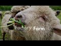 Farm vs factory farm. What the meat industry doesn't want you seeing