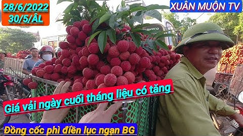 giá vải hôm nay bà con vất vả vật lộn với quả vải khi giá đang ở mức không được như mong muốn