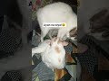 May ibabalik na nman sa hawla.😅😆#shorts#castofyoutube#furbabies