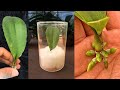 Magic tips to help a 1leaf orchid take root immediately and produce many flowers