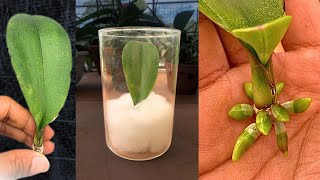 Magic tips to help a 1-leaf orchid take root immediately and produce many flowers screenshot 5