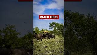 5 Times Herbivores Showed ZERO Mercy 🦏