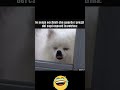 #risate#memes#humor