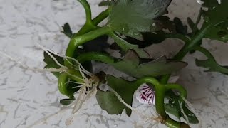 Kalanşo Çiçeği Suda Nasıl Köklendirilir Kalanşo Çiçeği Çoğaltımı Nasıl Yapılır