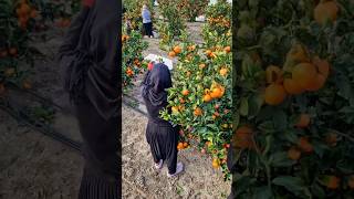 ইতলত এস লখ টক ইনকম করন ? ল