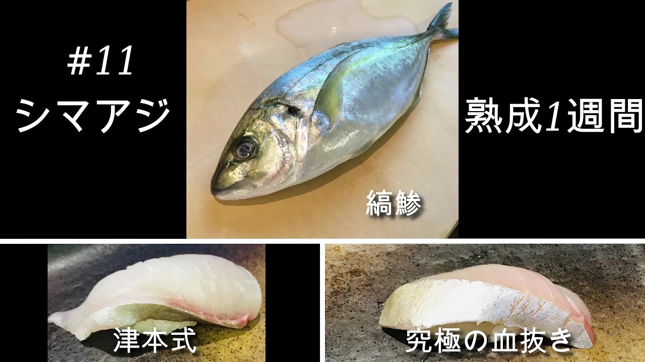 11 熟成１週間の縞鯵 シマアジ 津本式究極の血抜き 捌く カナダで実践 熟成寿司 Youtube