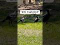 Magpie parent feeding its baby 🐣 #magpie #nature #spirituality