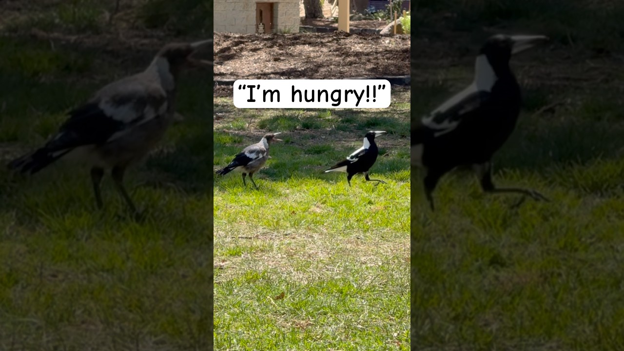 Magpie parent feeding its baby 🐣 