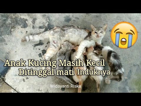 Video: Memperkenalkan Kucing: Membawa Pulang Anak Kucing Untuk Bertemu Kucing Senior Anda