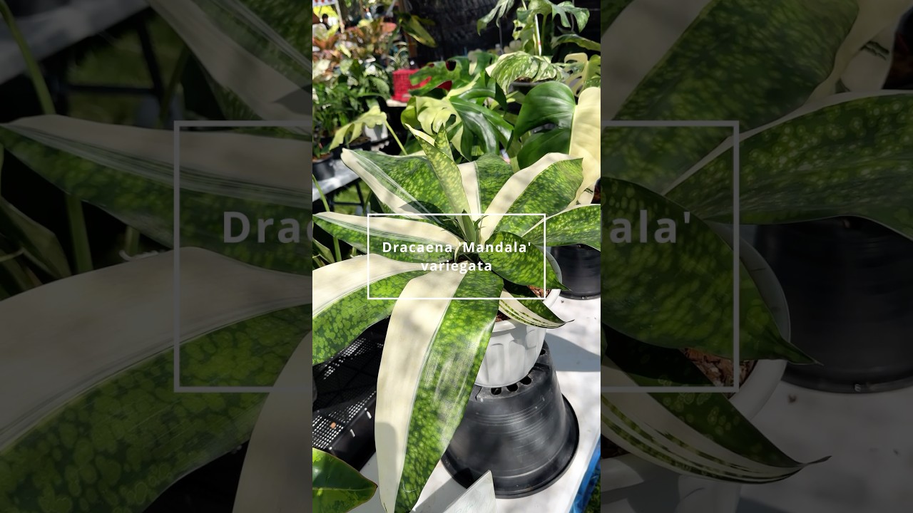 spanish lavender plants for sale Kew Red Spanish Lavender | Lavandula stoechas