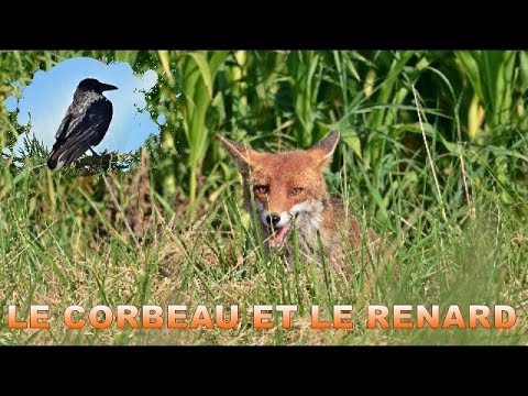 le-corbeau-et-le-renard---fable