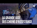 Voici comment les chiens dassistance viennent en aide aux personnes en situation de handicap