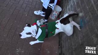 A Staffy Christmas Part 2