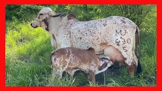 🔴 Gyr Cerro Prieto Los mejores Ejemplares GYR LECHERO, GUZERAT, BRAHMAN GRIS Y ROJO Y NELORE